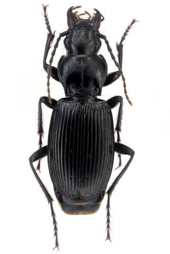 Réf. 306 144 : Pterostichus funestes